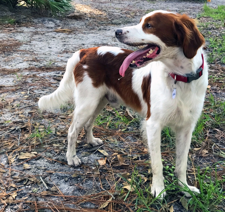 Florida Brittany Rescue: Adoptable Brittany Dogs | Adoptable Brittany ...