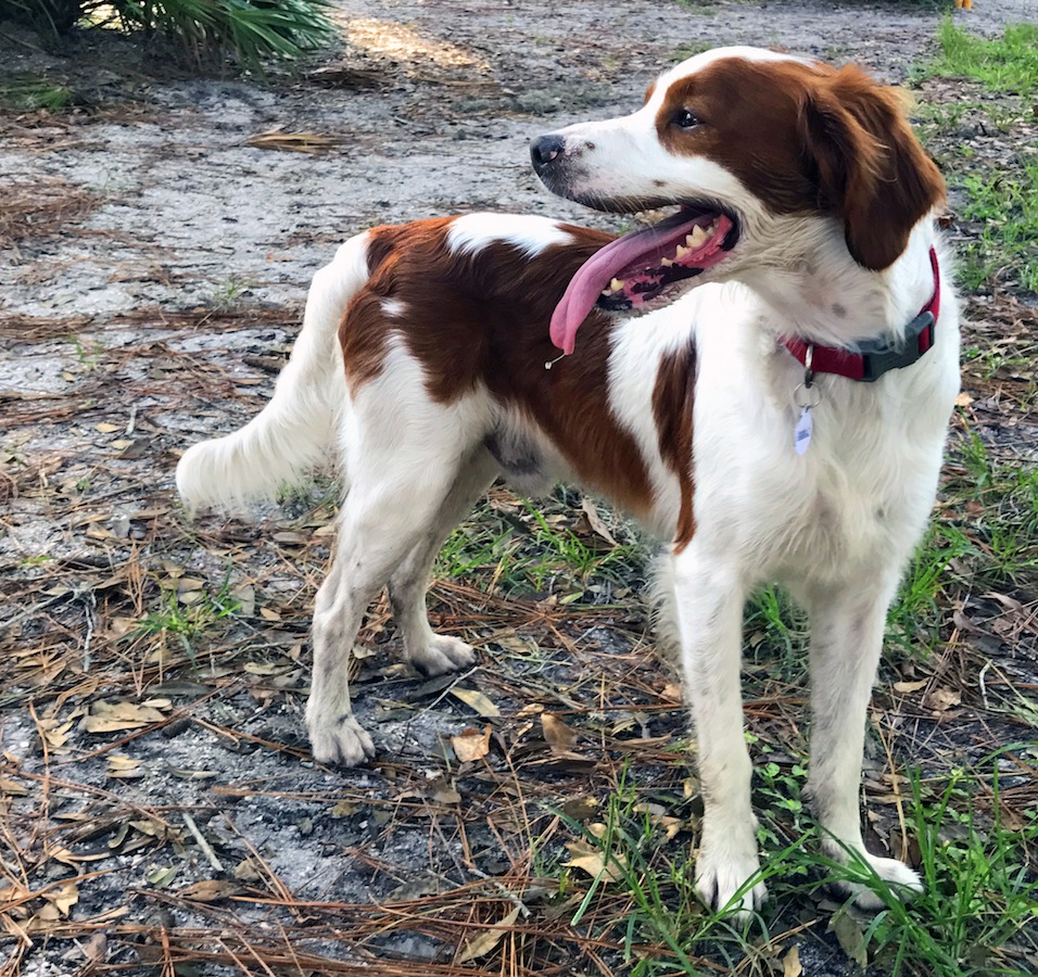 Florida Brittany Rescue Adoptable Brittany Dogs Adoptable Brittany