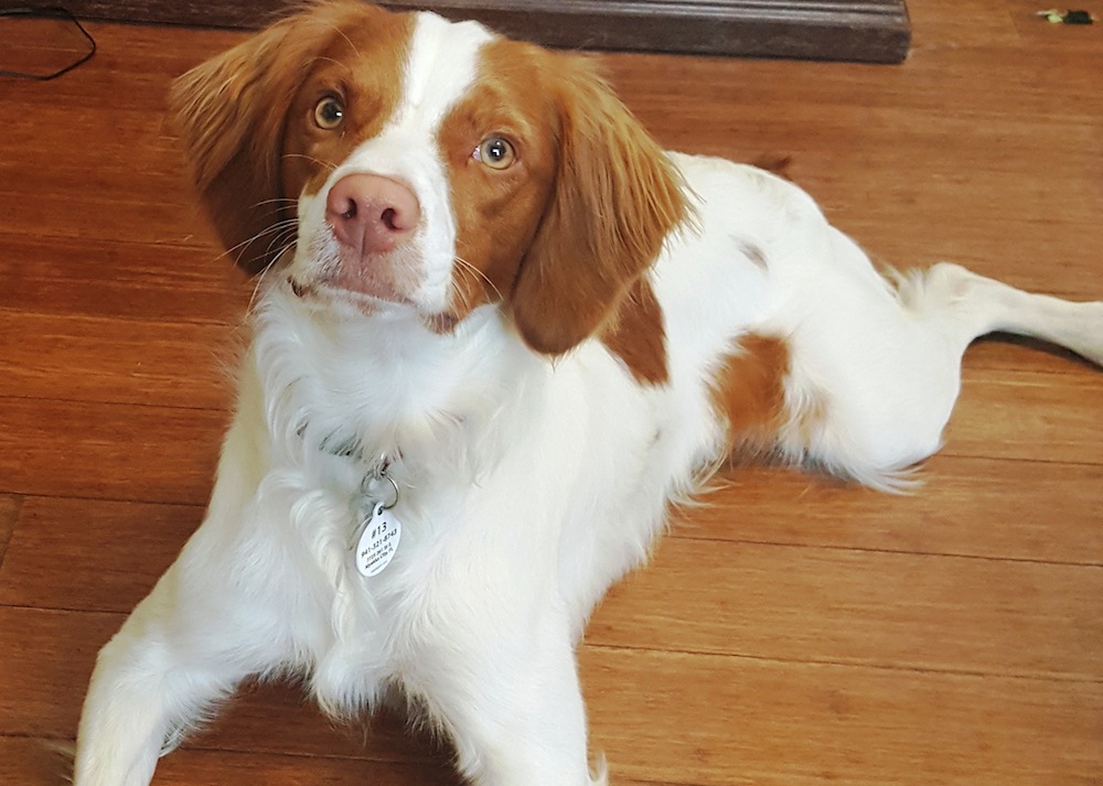 Florida Brittany Rescue: Adoptable Brittany Dogs | Adoptable Brittany ...