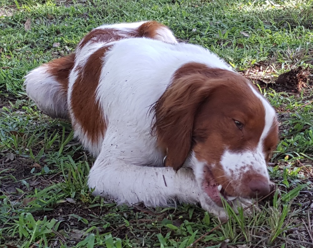 Florida Brittany Rescue: Adoptable Brittany Dogs | Adoptable Brittany ...