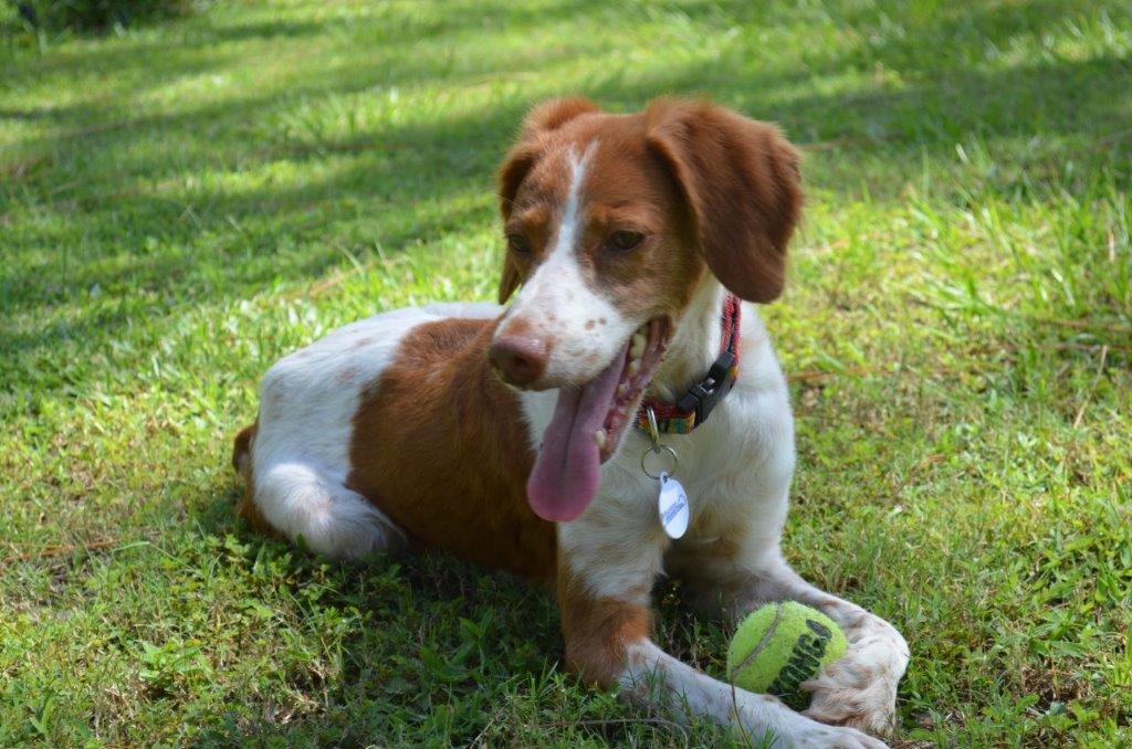 Florida Brittany Rescue Adoptable Brittany Dogs Adoptable Brittany