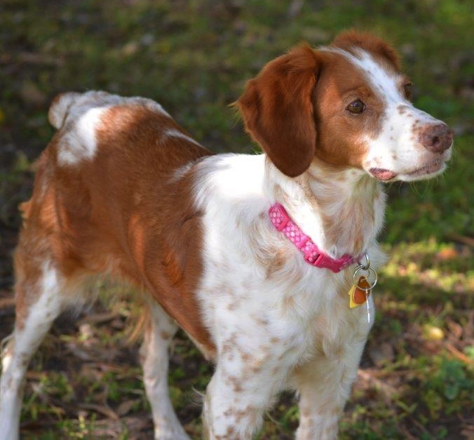 Florida Brittany Rescue Adoptable Brittany Dogs Adoptable Brittany