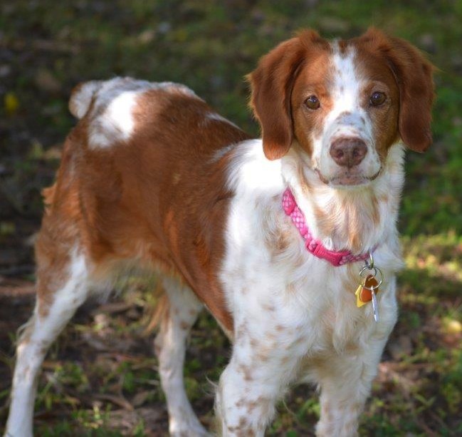 Florida Brittany Rescue: Adoptable Brittany Dogs | Adoptable Brittany ...