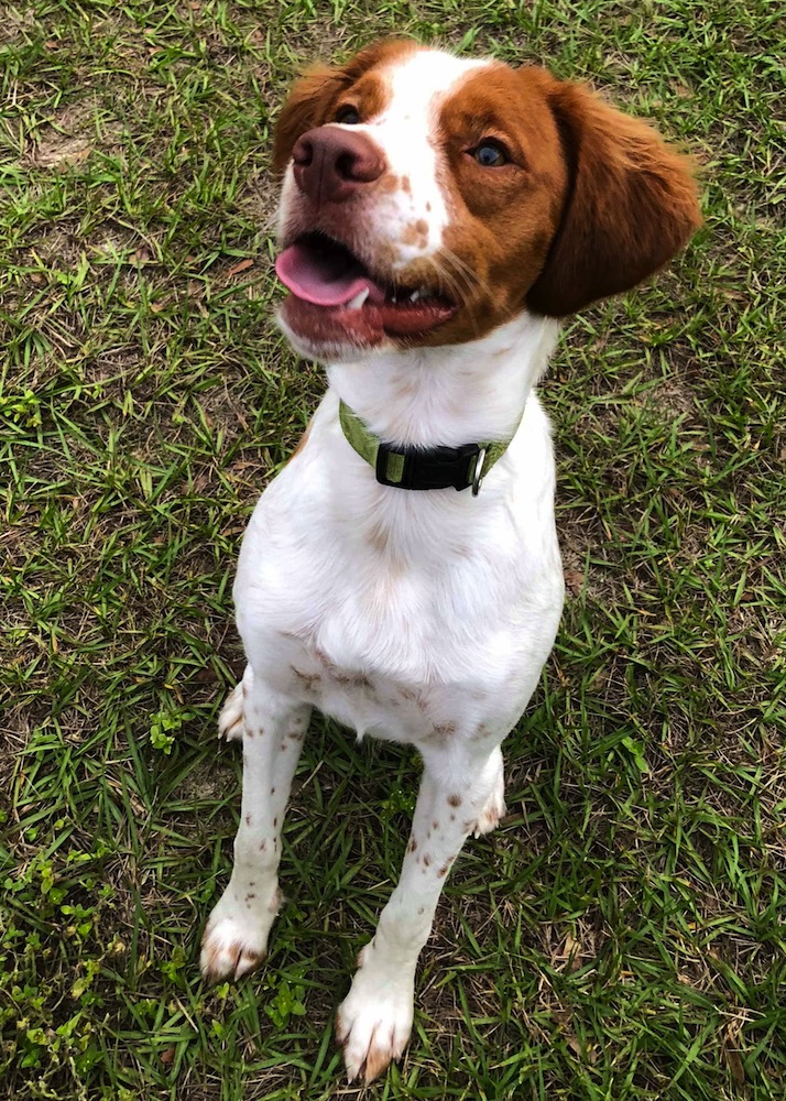 Florida Brittany Rescue: Adoptable Brittany Dogs | Adoptable Brittany ...