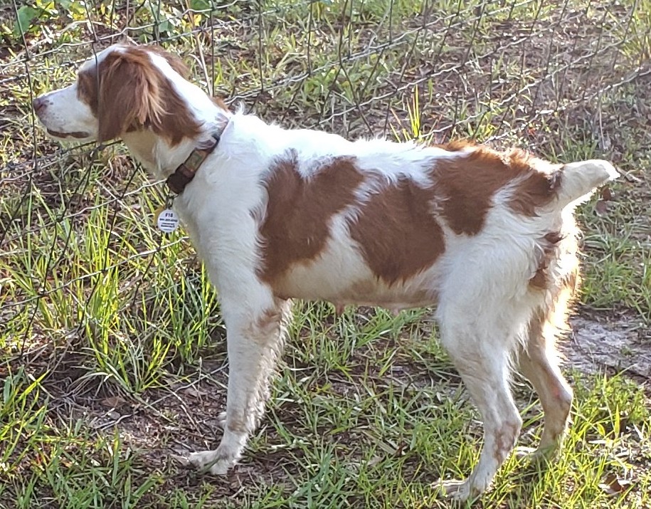 Florida Brittany Rescue: Adoptable Brittany Dogs | Adoptable Brittany ...