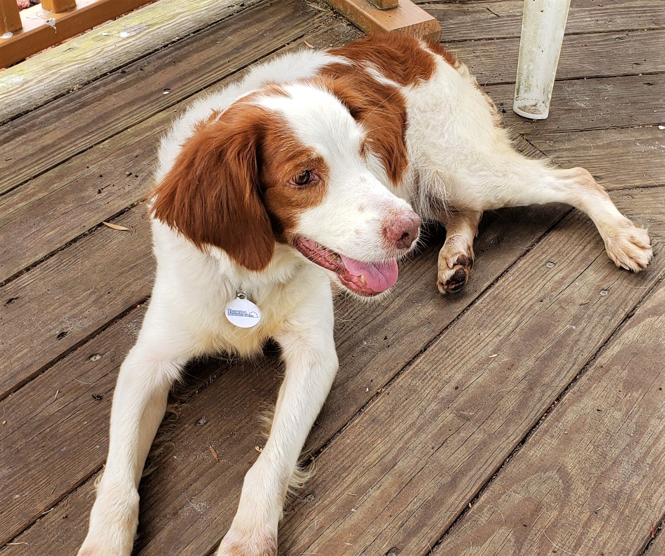 Florida Brittany Rescue Adoptable Brittany Dogs Adoptable Brittany