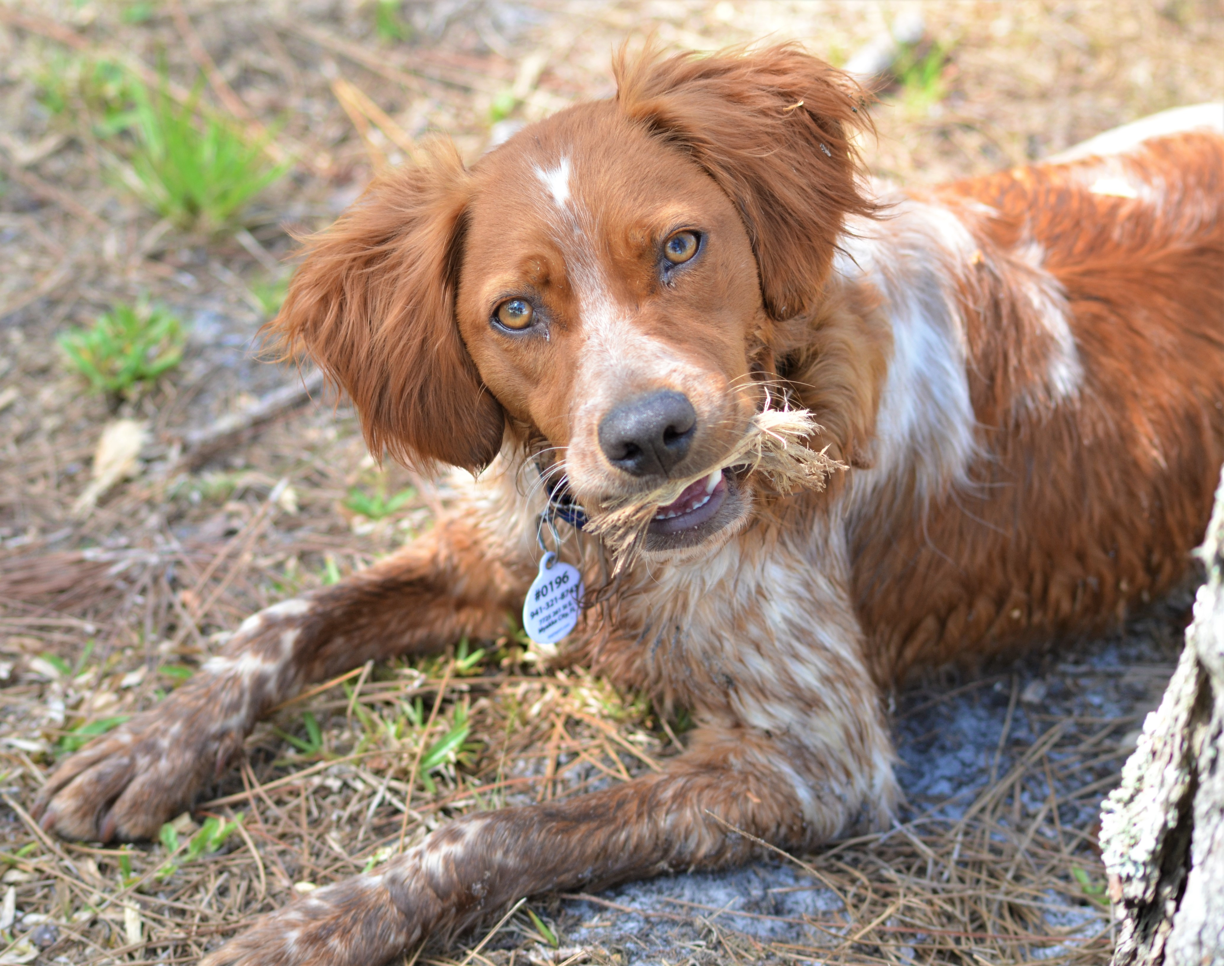 Florida Brittany Rescue Adoptable Brittany Dogs Adoptable Brittany Spaniels in Florida