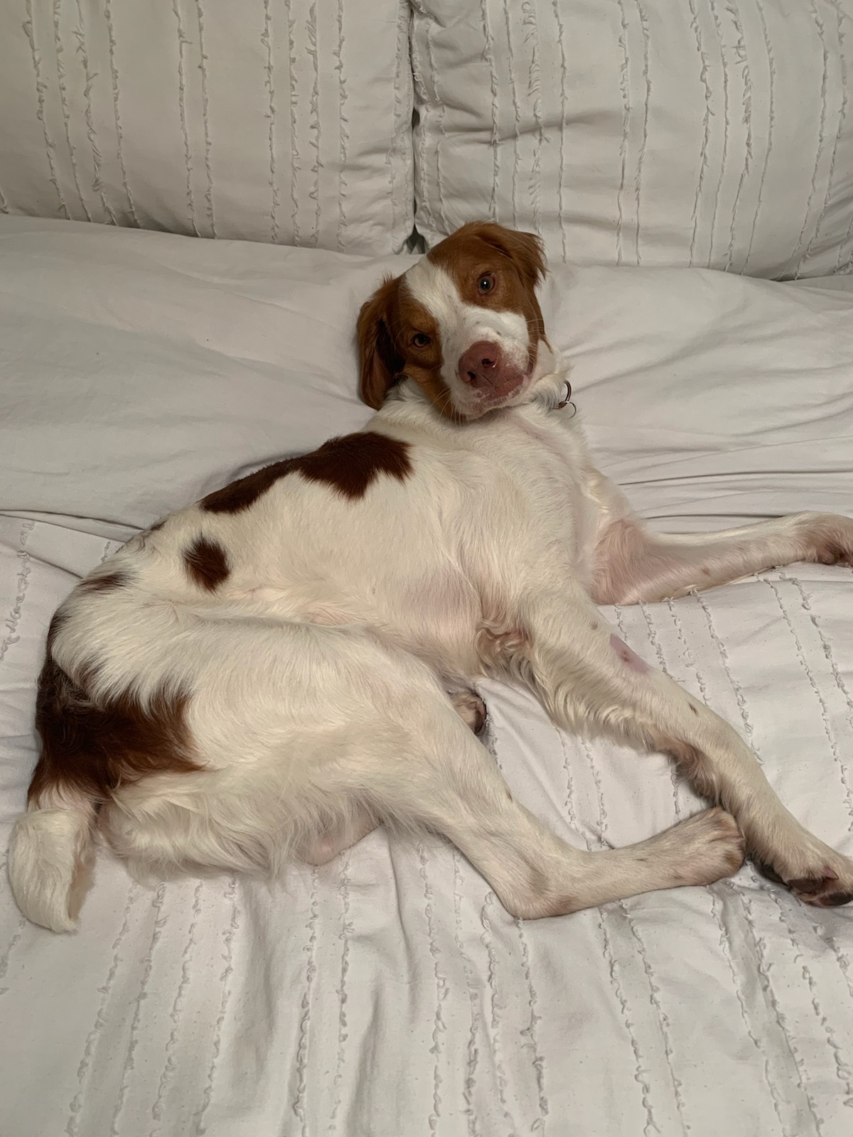 Florida Brittany Rescue Adoptable Brittany Dogs Adoptable Brittany