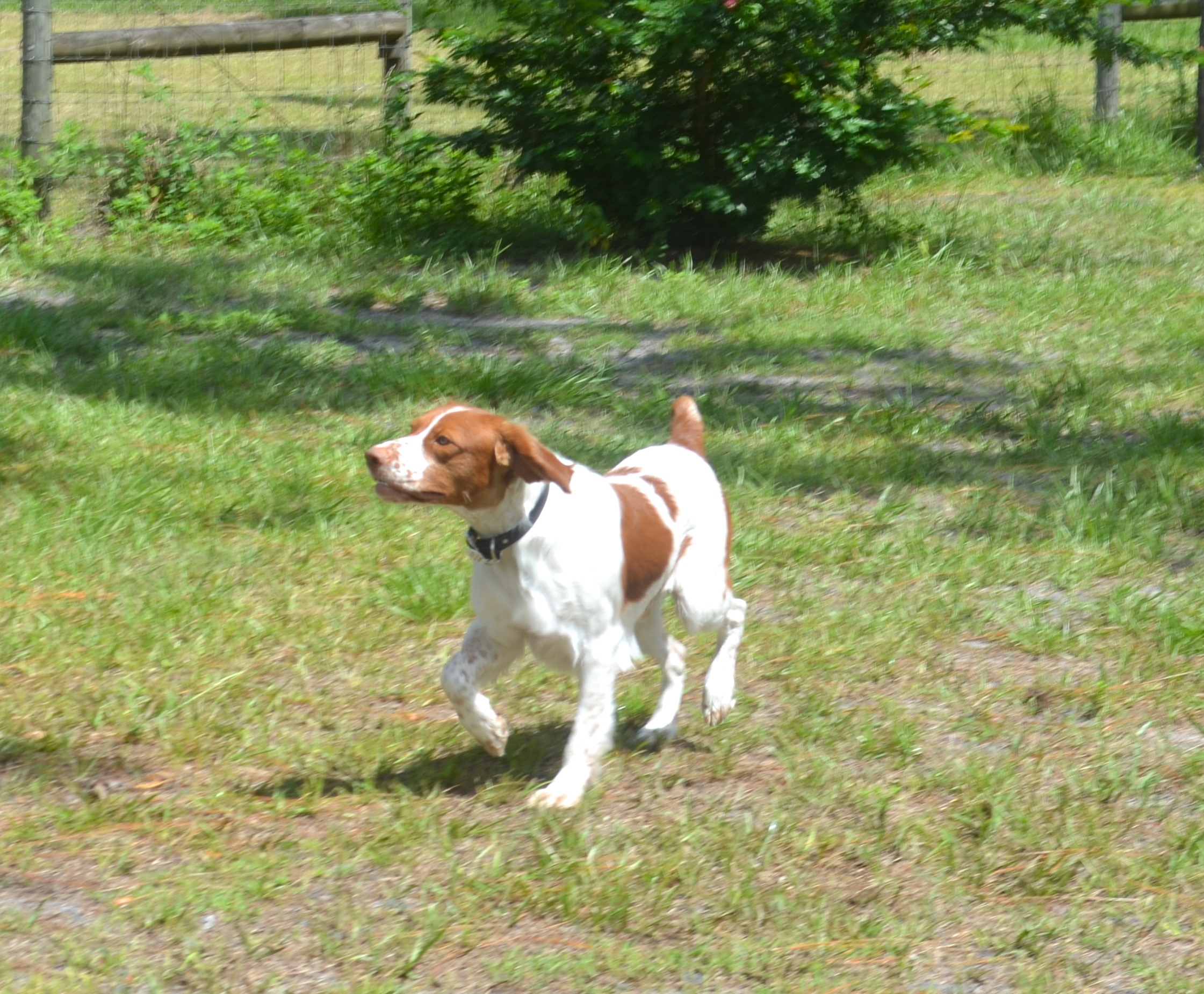 Florida Brittany Rescue Adoptable Brittany Dogs Adoptable Brittany