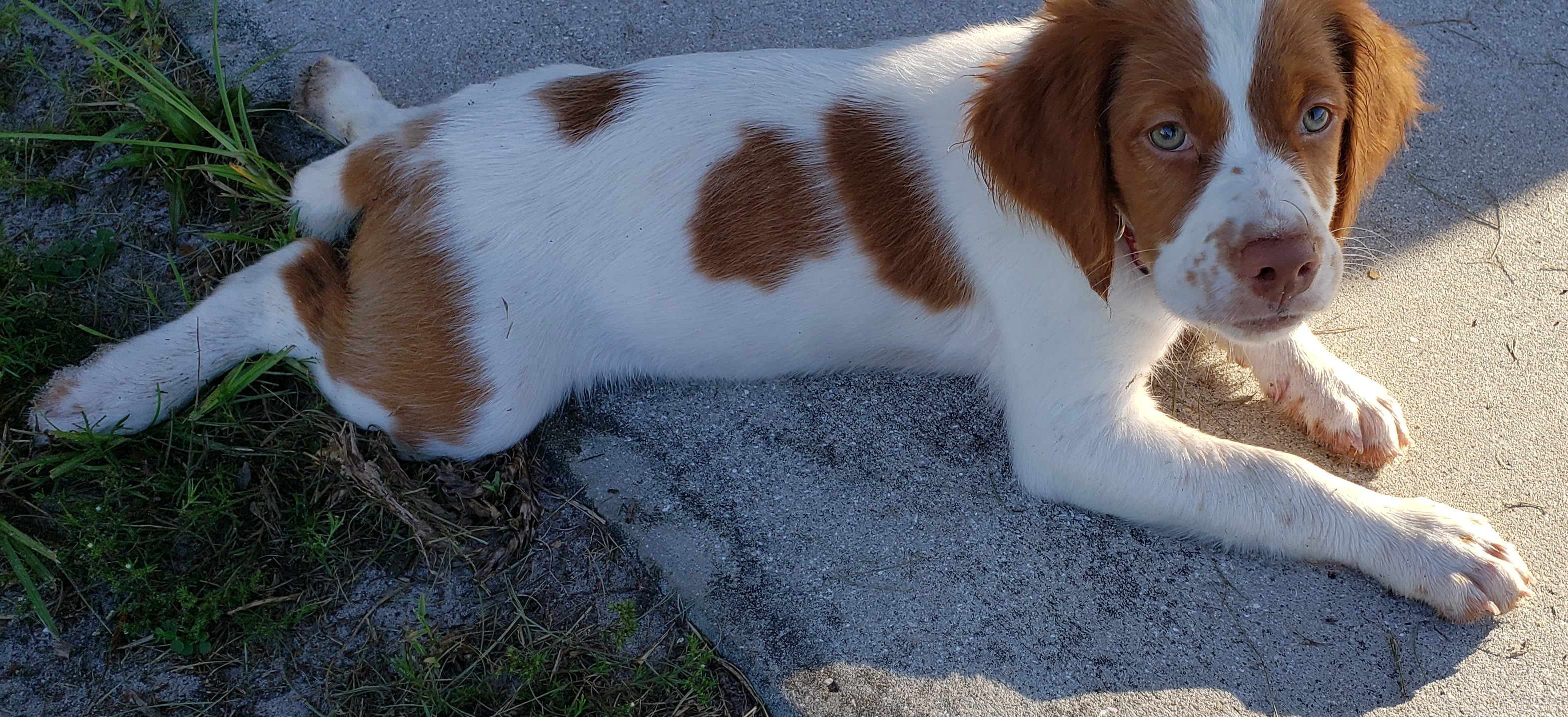 Florida Brittany Rescue: Adoptable Brittany Dogs | Adoptable Brittany ...