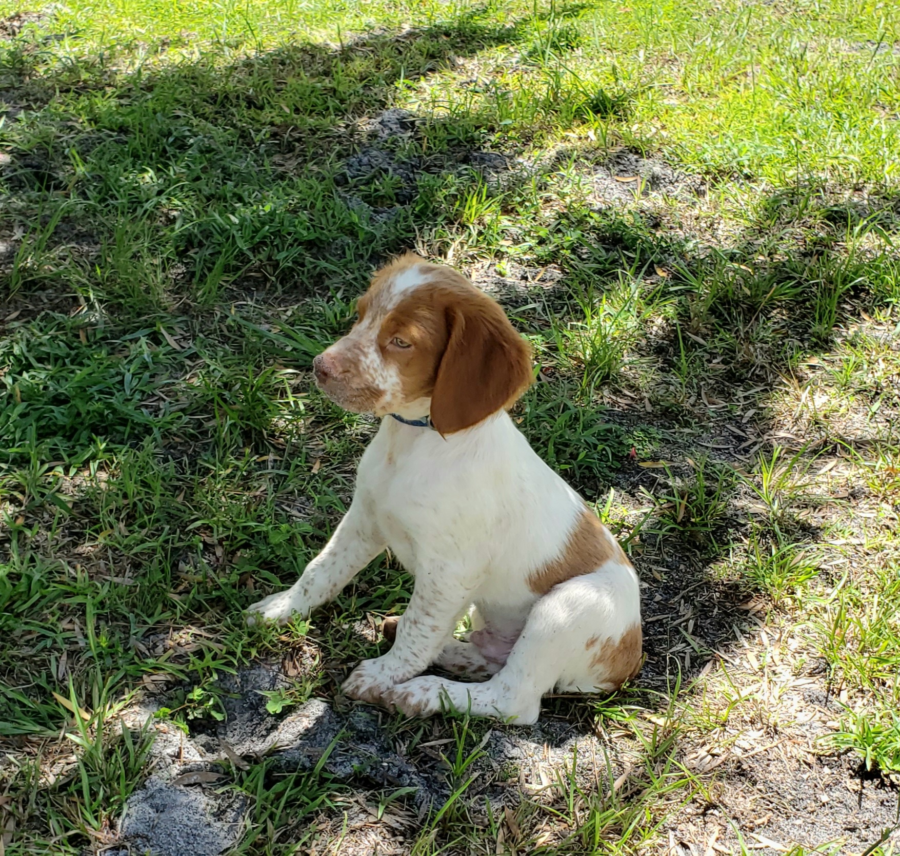 Florida Brittany Rescue: Adoptable Brittany Dogs | Adoptable Brittany ...