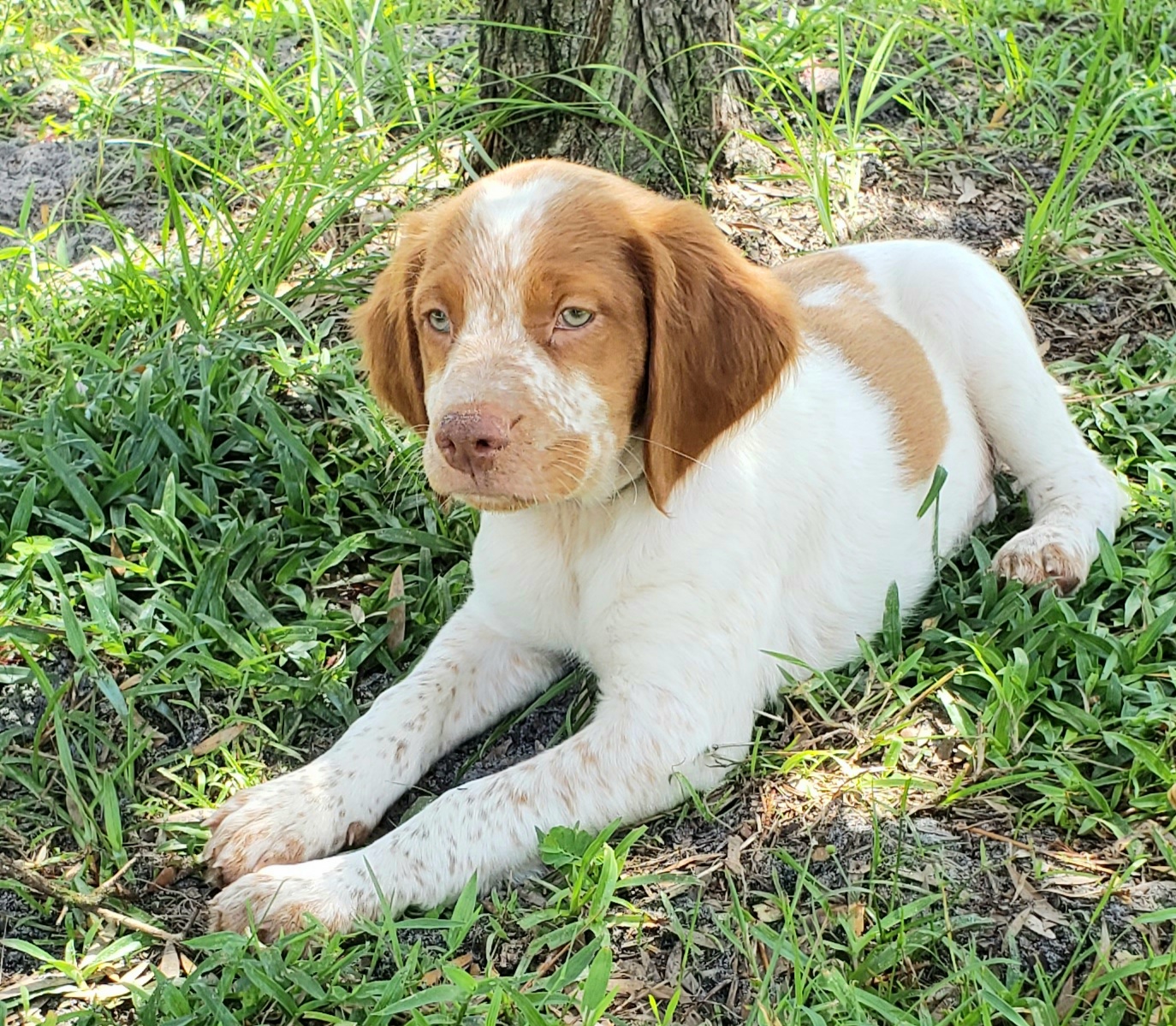 Florida Brittany Rescue: Adoptable Brittany Dogs | Adoptable Brittany ...