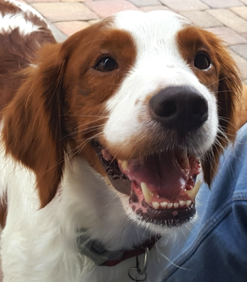 Florida Brittany Rescue Our Dogs Available For Adoption