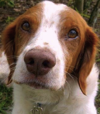 Florida Brittany Rescue: Our Brittany Dogs Available for Adoption