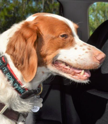 Florida Brittany Rescue Our Dogs Available For Adoption Fbr0171 Tucky Adopt