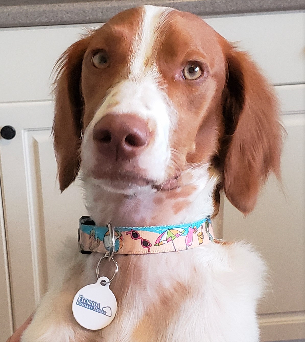 Florida Brittany Rescue: Our Brittany Dogs Available For Adoption